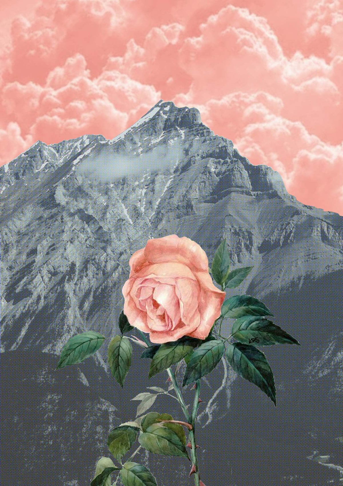 Rose